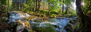 Idyllischer Bach fließt durch den Wald