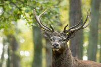 Hirsch