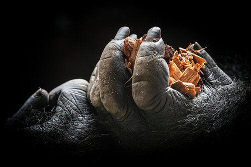 Mains de gorilles