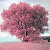 Solitary tree in landscape in infrared pink blue by Hidden Light Gallery