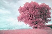 Arbre solitaire dans un paysage en bleu rose infrarouge