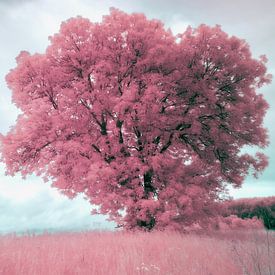 Einsamer Baum in Landschaft in Infrarot rosa blau von Hidden Light Gallery