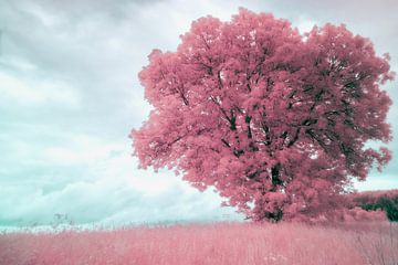 Solitaire boom in landschap in infrarood roze blauw van Annemarie Wassink