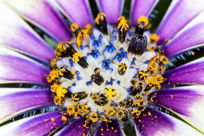 Macro world par Nildo Scoop