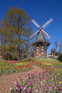 Wallmühle, Windmühle, Mühle, Blumen, Bremen, Deutschland, Europa