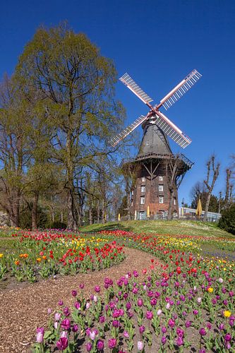Wall mill, windmill, mill, flowers, Bremen, Germany, Europe
