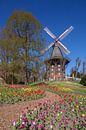 Moulin, moulin à vent, moulin, fleurs, Brême, Allemagne, Europe par Torsten Krüger Aperçu