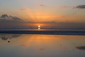 Das Wattenmeer erwacht. von Annemarie Veldman