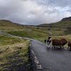 Faeröer  schapen op de weg van Robinotof