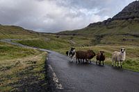Faroe Islands sheep on the road