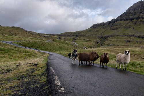 Faeröer  schapen op de weg