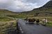 Schafe der Färöer-Inseln auf der Straße von Robin van Maanen