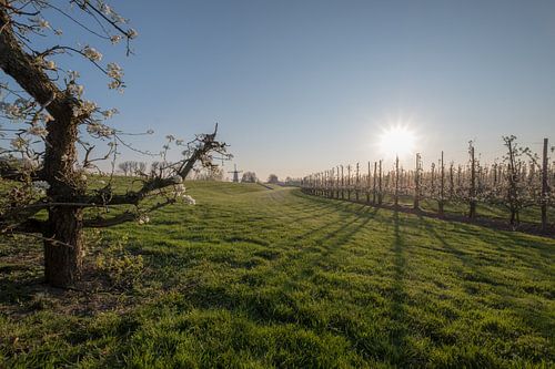 Bloesem fruitboom en molen 02