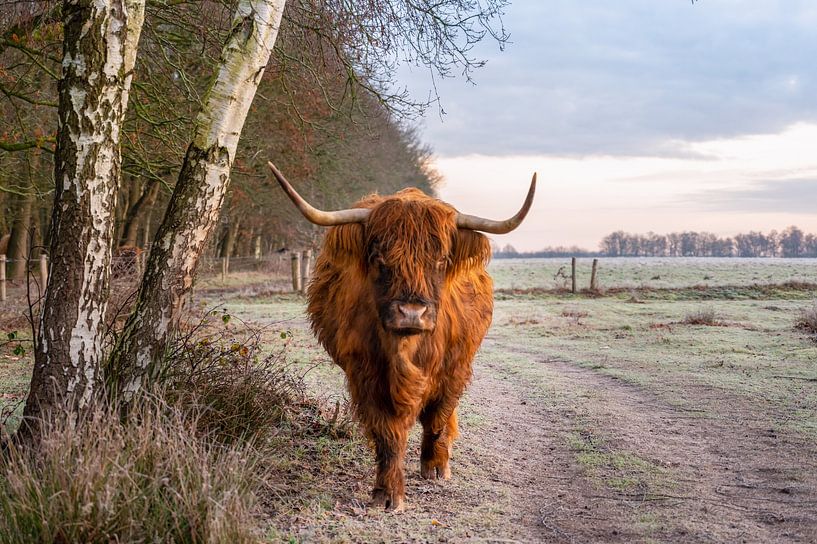 Scottish Highlander by Bekiekhet.nl