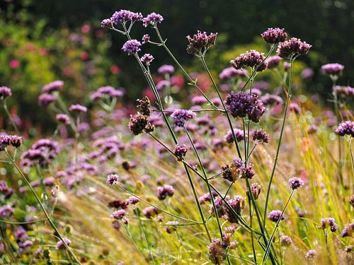 Verbena (Ironheart)