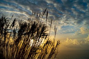 Riet bij zonsondergang bij Ponta do Pargo van Christine Bässler