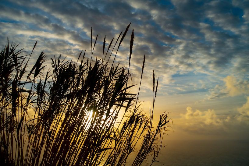 Reeds at sunset at Ponta do Pargo by Christine Bässler