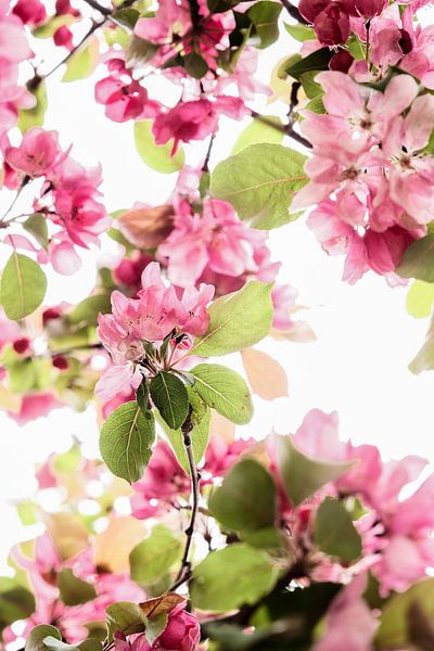 Flowering hawthorn. by tim eshuis