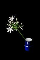 Blume