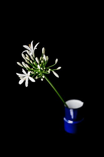 Fleurs