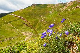 Frühlingshafte Blütenvielfalt in den Vinschgauer Bergen – Alpglöckchen, Wollgras und alpine Wiesen vor eindrucksvoller Gipfelkulisse. von Miriam Schwarzfischer Fotografie
