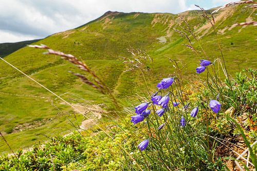 Lentebloemenpracht in de bergen van Vinschgau – alpenklokjes, wollegras en alpenweiden tegen een indrukwekkende achtergrond van bergtoppen.