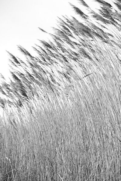 Wuivende strohalmen bij de Reeuwijkse Plassen zwartwit 1 par de buurtfotograaf Leontien