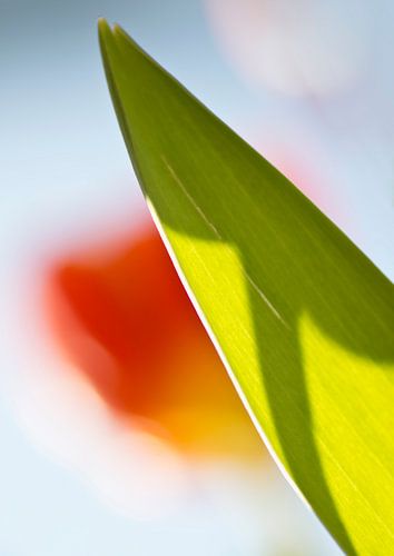 Tulp in tegenlicht 2