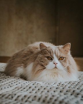Langharige kat met gouden ogen