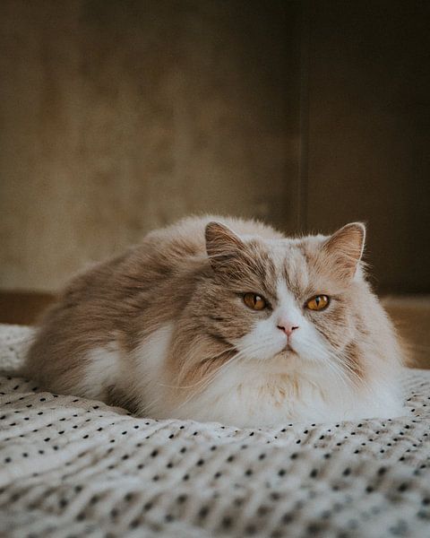 Long-haired cat with golden eyes by Karlijne Geudens