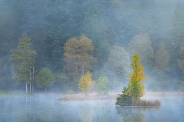 Floating Fall by Ellen Borggreve