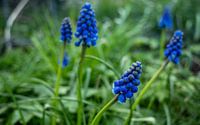 Grape hyacinths