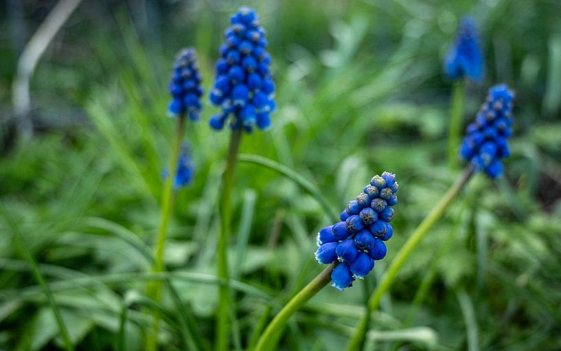 Grape hyacinths by Layla Scheffer