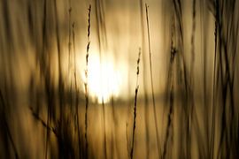 Evening Glow by Netty Kempkes