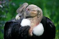 Andeskondor (Vultur gryphus) von Melissa Peltenburg Miniaturansicht