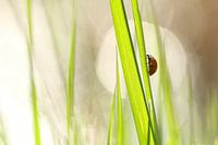 Lady bug 