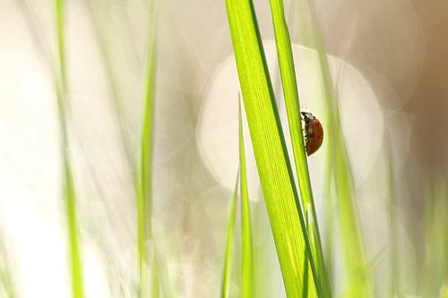 Lady bug  by Lieuwkje Vlasma