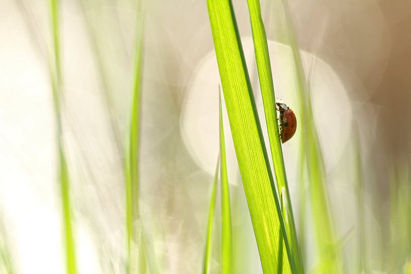 Lady bug  van Lieuwkje Vlasma