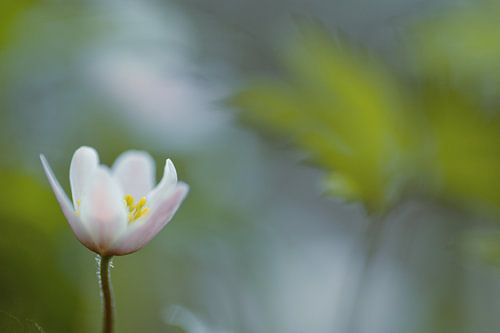 Bosanemoon in de wind