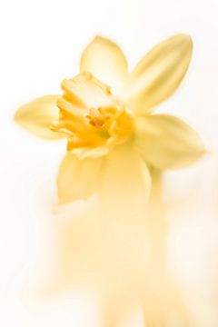 Een dromerige Narcis van Bob Daalder