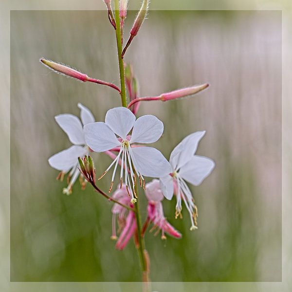 Gaura van Rob Boon