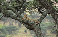 The tree is mine