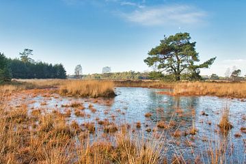 Ijskoud maar oh zo mooi van Henrico Fotografie