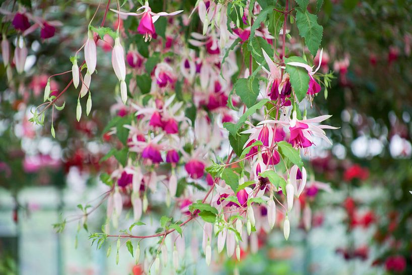 De Koninklijke Serres von marijke servaes