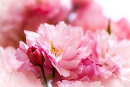 Cherry blossom by Cristina Vergara