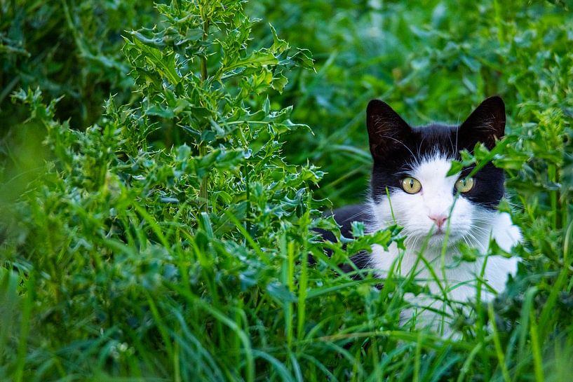 Un chat noir et blanc se faufile dans un champ par Matthias Korn