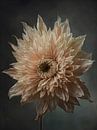 Graceful - modern fantasy flower still life by FRESH Fine Art thumbnail
