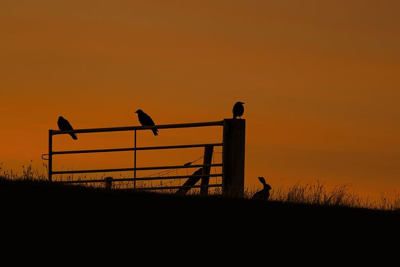 Wenn die Nacht hereinbricht, suchen sich die Tiere gegenseitig von Anoeska Fotografie