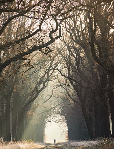 De wandelaar