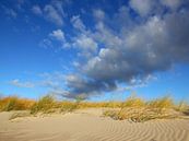 Dünenblick von Ostsee Bilder Miniaturansicht